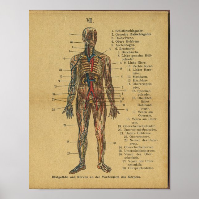 Vintage allemand Anatomie Impression Artères Nerve (Devant)