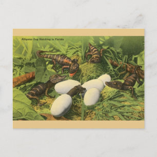 Vintage-Alligator-Ei-Schlüpfen in Florida Postkart Postkarte