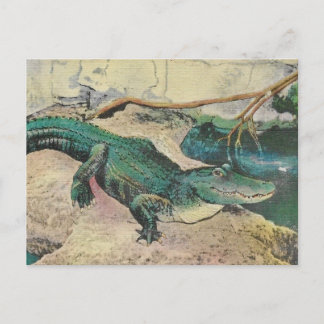 Vintage-Alligator-Illustrations-Postkarte Postkarte