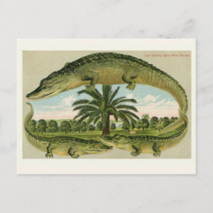 Vintage Alligator Postkarte
