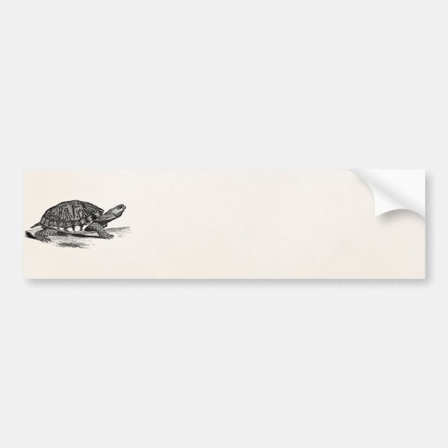 Vintage amerikanische Kasten-Schildkröte - Autoaufkleber (Vorne)