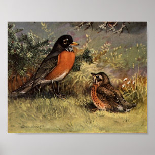 Vintage amerikanische Robin Poster Art