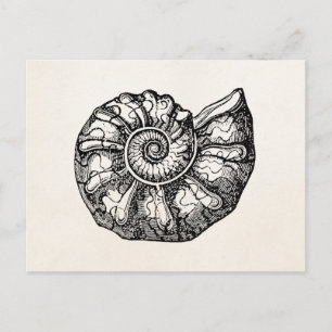 Vintage Ammoniten-Meeresmuschel-Fossil-Muschelscha Postkarte