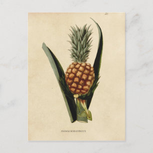 Vintage Ananas-Illustration Postkarte