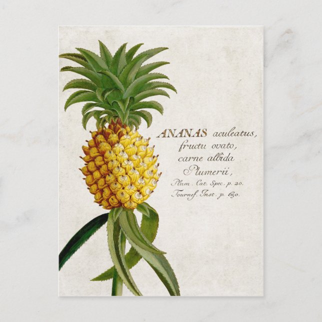 Vintage Ananas Postkarte (Vorderseite)