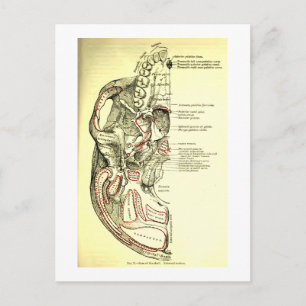 Vintage Anatomie Basis des Schädels extern Postkarte