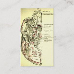 Vintage Anatomie Basis des Schädels extern Visitenkarte