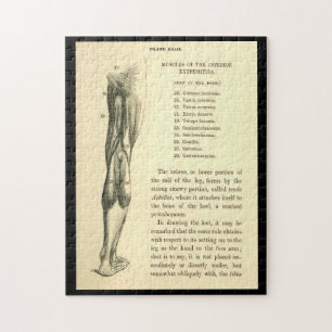 Vintage Anatomie Beinmuskeln
