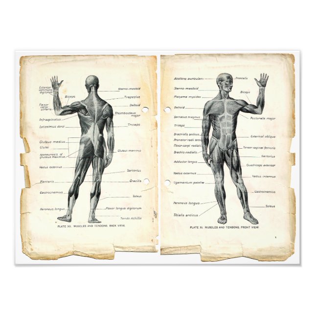 Vintage Anatomie-Buchseiten Fotodruck (Vorne)