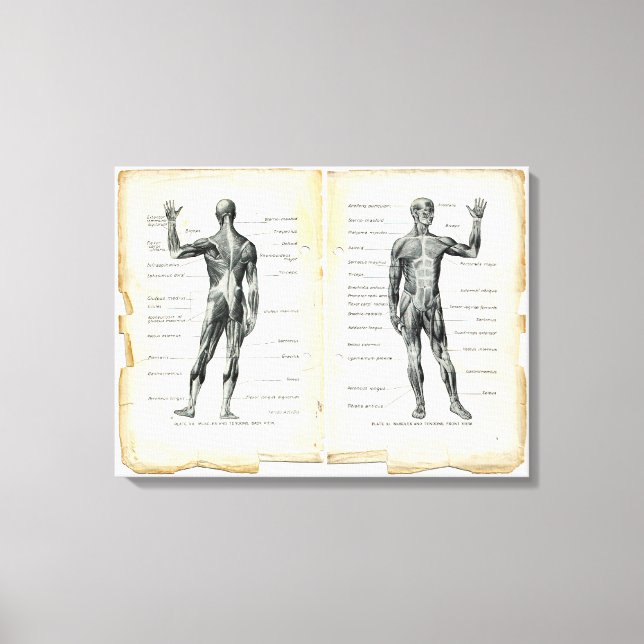 Vintage Anatomie-Buchseiten Leinwanddruck (Vorderseite)