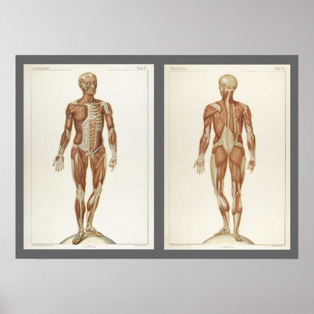 Vintage Anatomie-Buchseiten Poster (Vorne)