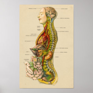 Vintage Anatomie-Chart des menschlichen Nervensyst Poster