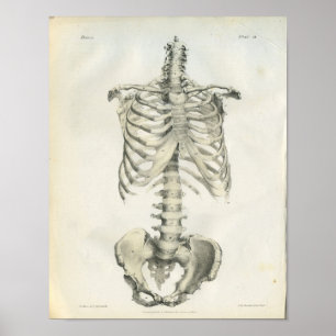Vintage Anatomie des Axialskeletts Poster