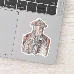Vintage Anatomie des Menschen Aufkleber