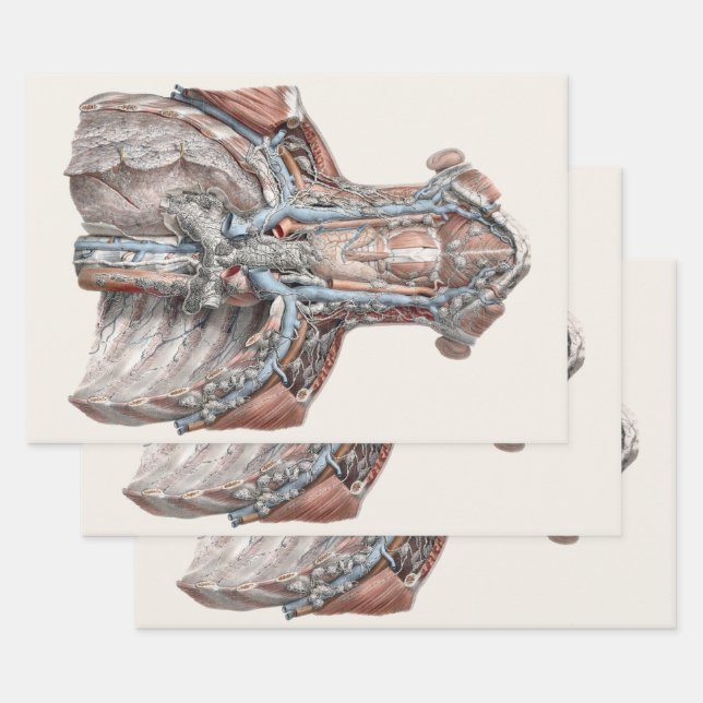 Vintage Anatomie des Menschen Geschenkpapier Set (Set)