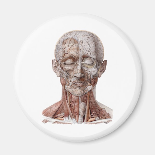 Vintage Anatomie des Menschen, Kopf-Throat-Nase Magnet (Vorne)