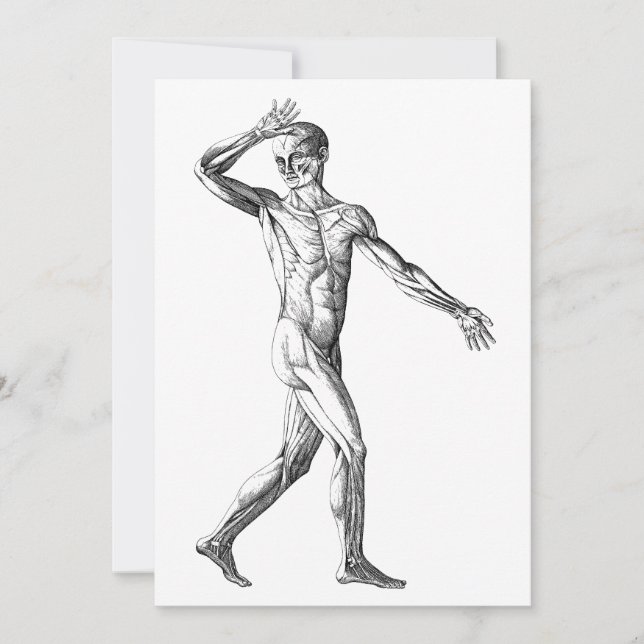 Vintage Anatomie des Menschen, Muskelmuskeln (Vorderseite)