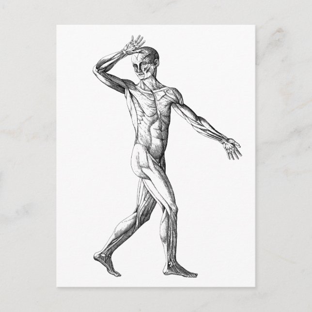 Vintage Anatomie des Menschen, Muskelmuskeln Postkarte (Vorderseite)