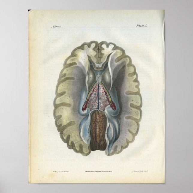 Vintage Anatomie des menschlichen Gehirns Poster (Vorne)