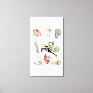 Vintage Anatomie des menschlichen Ohrs Leinwanddruck
