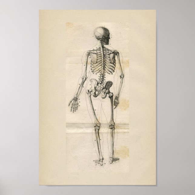 Vintage Anatomie des menschlichen Skeletts Poster (Vorne)