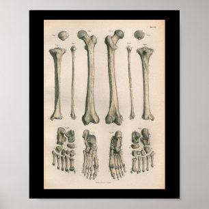 Vintage Anatomie-Druck Bein Fußknochen Poster