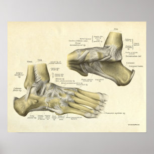Vintage Anatomie-Druck-Knochen des Fußes Poster
