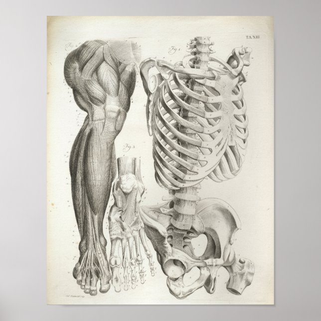 Vintage Anatomie Druck Skelettmuskeln Poster (Vorne)