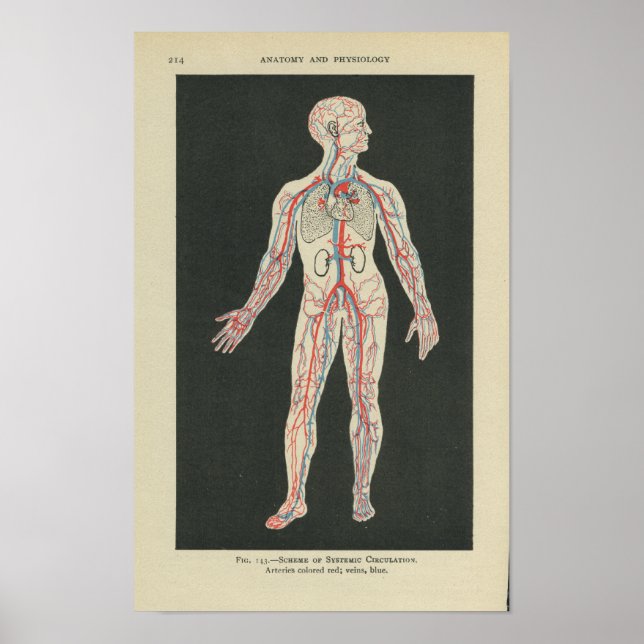 Vintage Anatomie Druckblutgefäße Poster (Vorne)