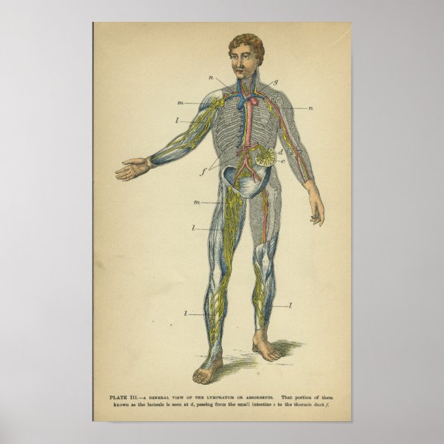 Vintage Anatomie drucken Nervensysteme Poster (Vorne)
