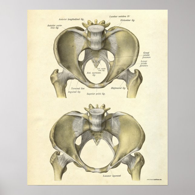 Vintage Anatomie Druckknochen Pelvis Poster (Vorne)