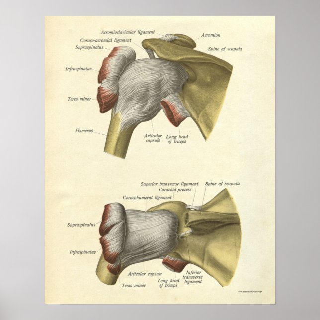 Vintage Anatomie Druckknochen Schultergelenk Poster (Vorne)