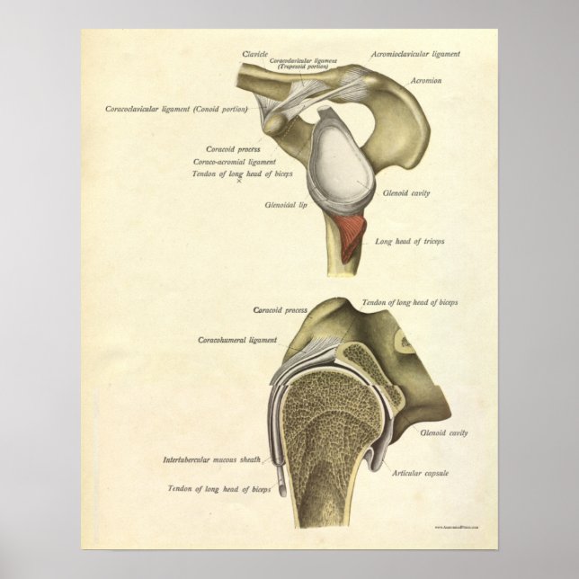 Vintage Anatomie Druckknochen Schultergelenk Poster (Vorne)