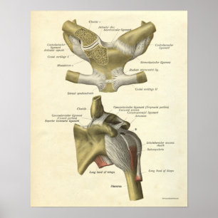 Vintage Anatomie Druckknochen Schulterklopfen Poster