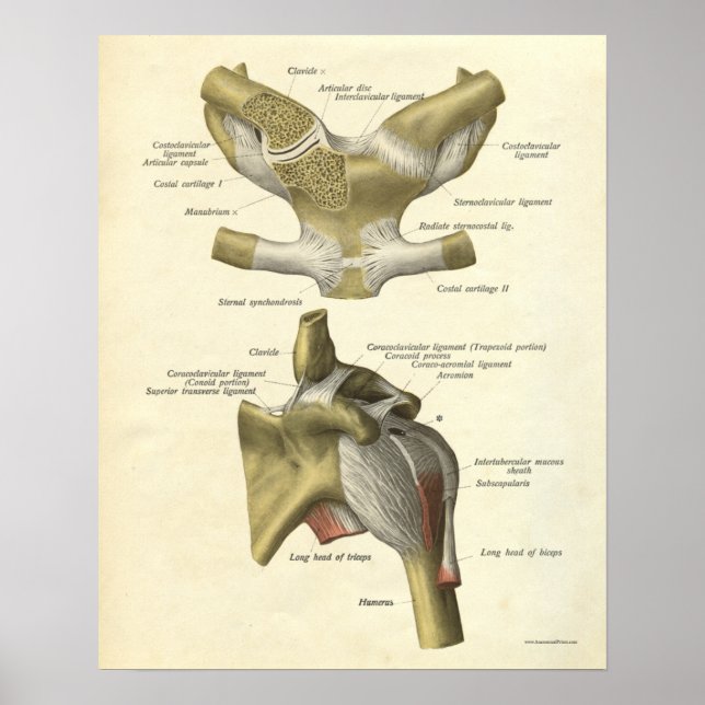 Vintage Anatomie Druckknochen Schulterklopfen Poster (Vorne)