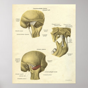 Vintage Anatomie Druckknochen TMJ Joint Poster