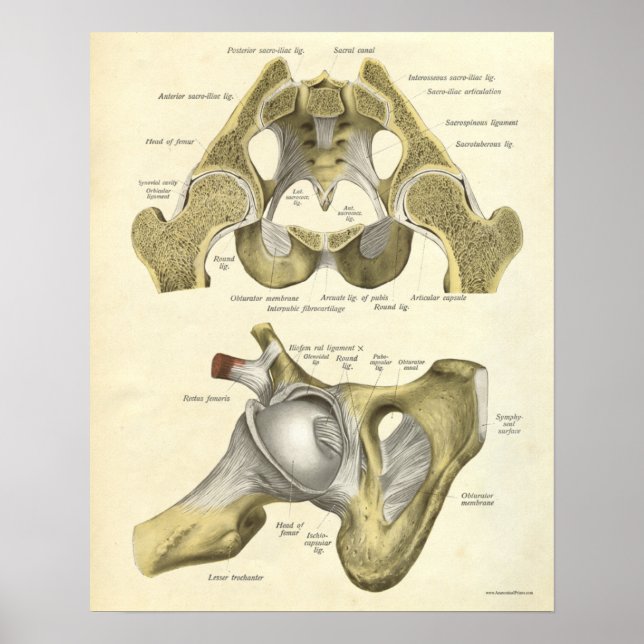 Vintage Anatomie Druckknochen von Angesagtem Pelvi Poster (Vorne)