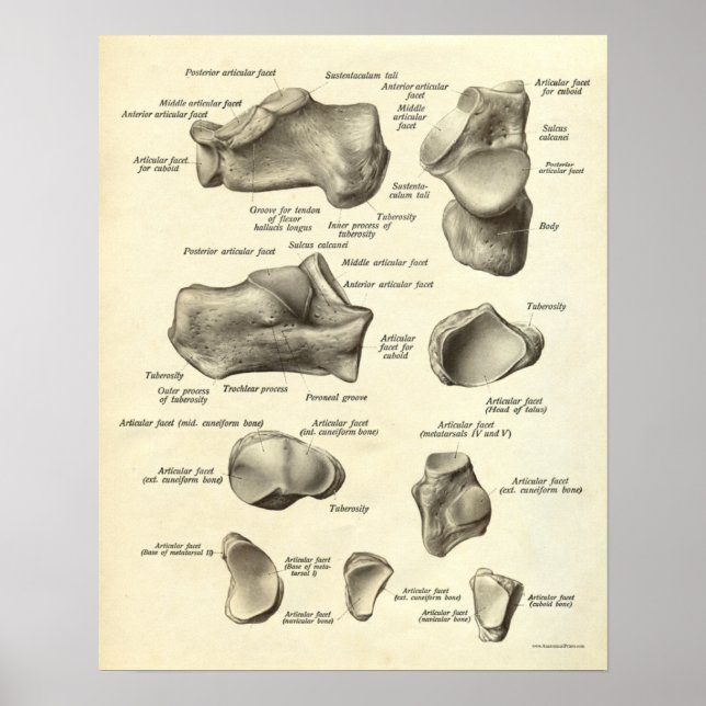 Vintage Anatomie Druckknochen von Foot Poster (Vorne)