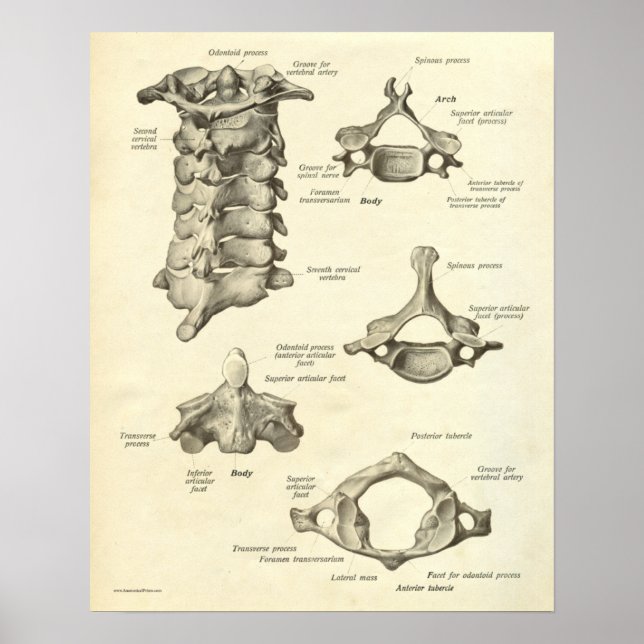 Vintage Anatomie Druckknochen Zervikalvertebra Poster (Vorne)