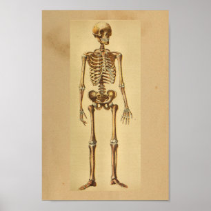 Vintage Anatomie Druckkunde Poster