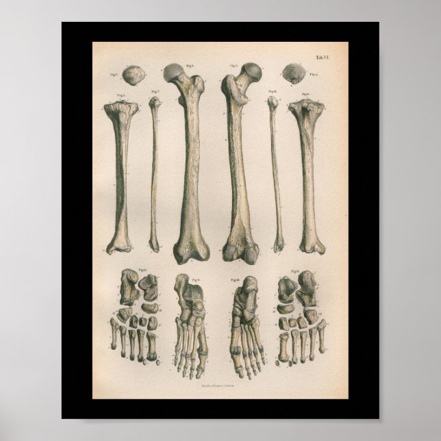 Vintage Anatomie Druckleg Foot Bones Poster (Vorne)