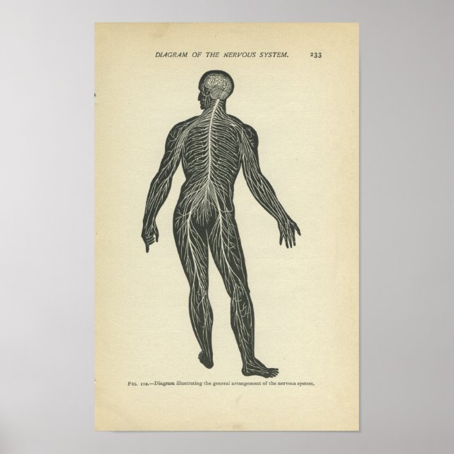 Vintage Anatomie DruckNervensystem Poster (Vorne)