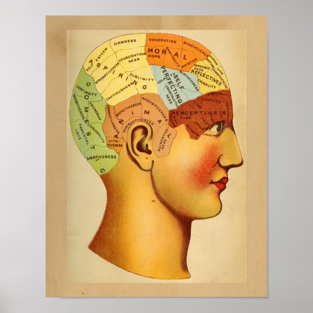 Vintage Anatomie Druckphrenologie Leiterkartenfarb Poster (Vorne)