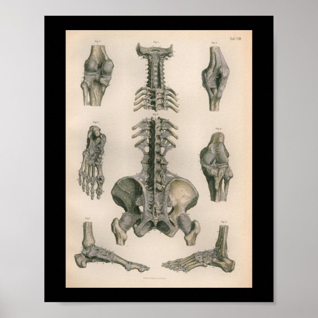 Vintage Anatomie DruckWirbelsäule Knochen Poster (Vorne)