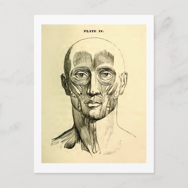 Vintage Anatomie | Gesichtsmuskeln (um 1852) Postkarte (Vorderseite)