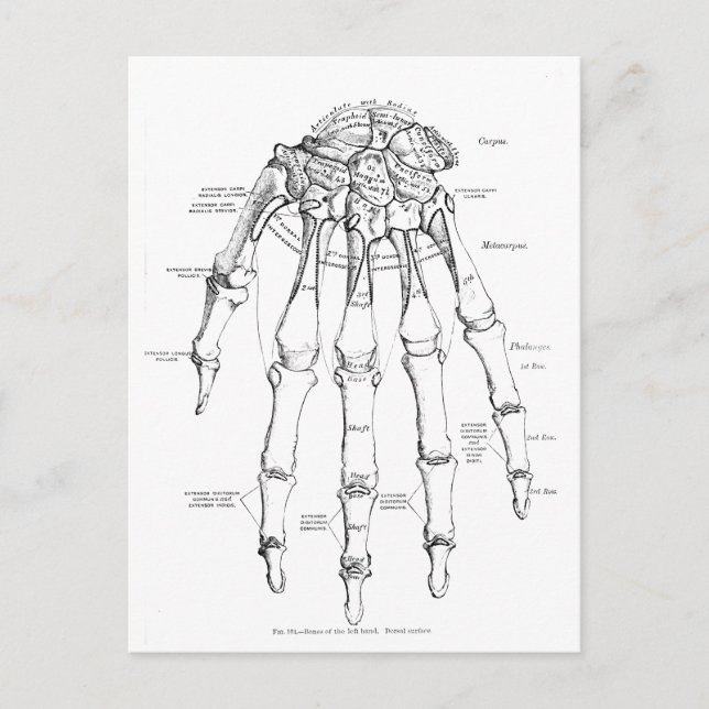 Vintage Anatomie | Handknochen Postkarte (Vorderseite)