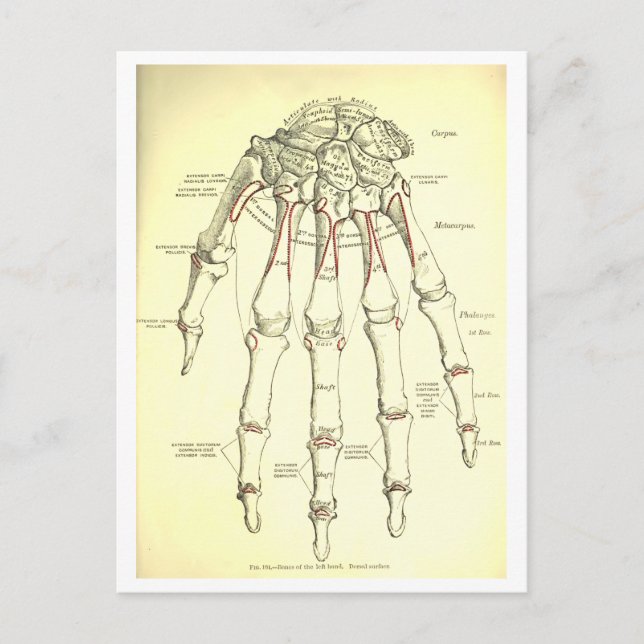 Vintage Anatomie | Handknochen Postkarte (Vorderseite)