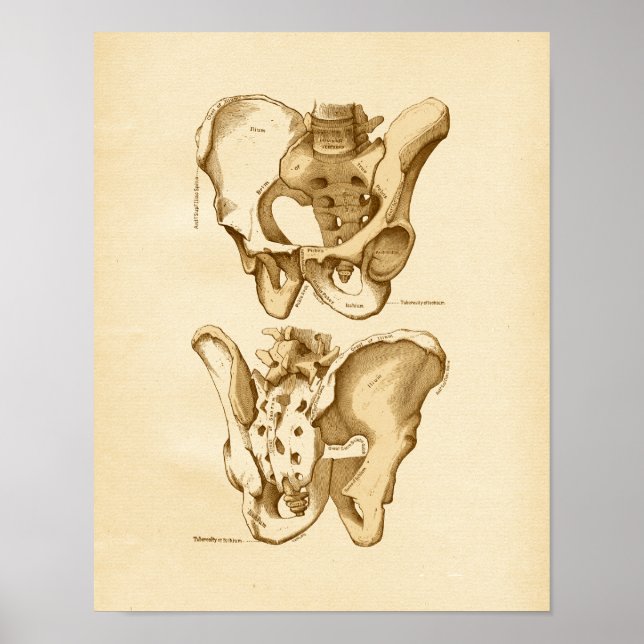 Vintage Anatomie Illustration Beckenknochen Poster (Vorne)