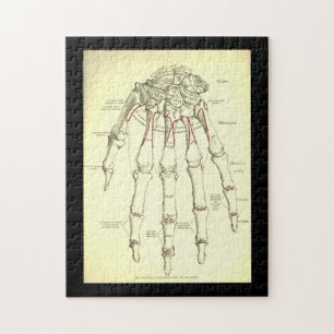 Vintage Anatomie Knochen der Hand