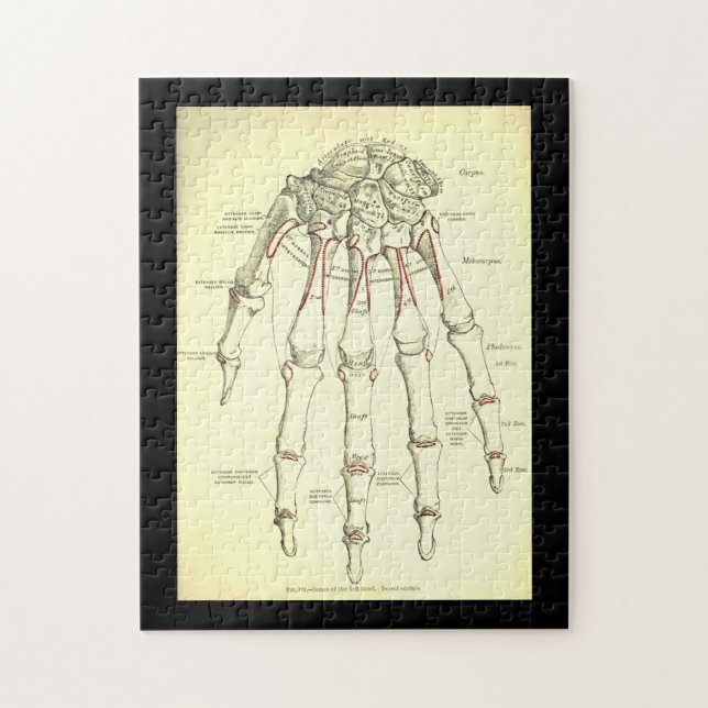 Vintage Anatomie | Knochen der Hand (Vertikal)